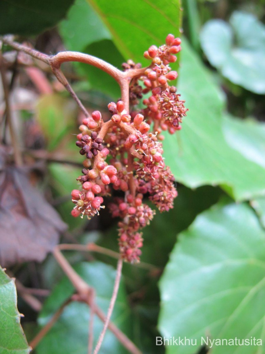 Ampelocissus indica (L.) Planch.